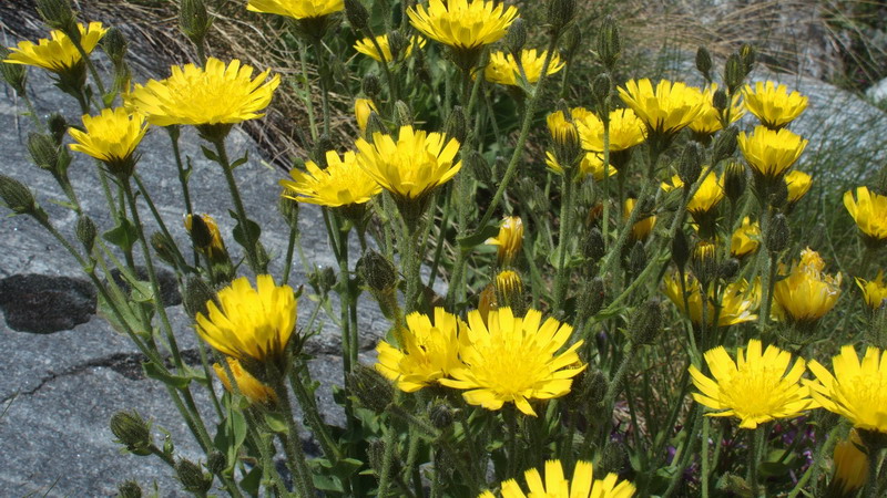 Asteraceae - Hieracium amplexicaule